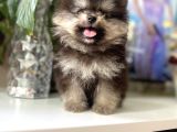 Turkishpuppy Dişi Secereli