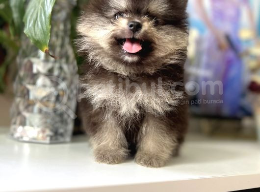 Turkishpuppy Dişi Secereli görsel