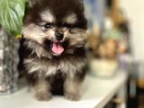 Turkishpuppy Dişi Secereli