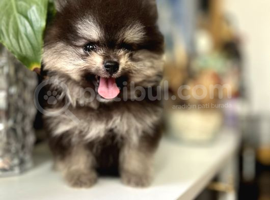 Turkishpuppy Dişi Secereli görsel