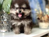 Turkishpuppy Dişi Secereli