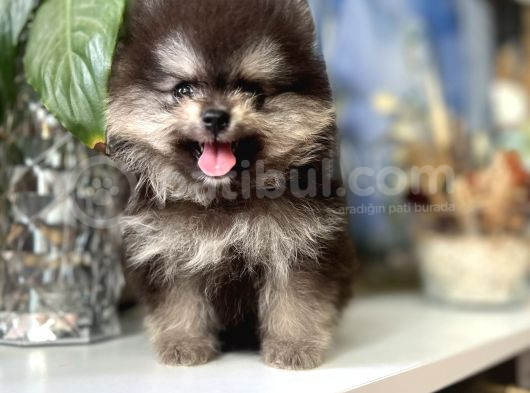 Turkishpuppy Dişi Secereli görsel