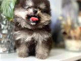 Turkishpuppy Dişi Secereli
