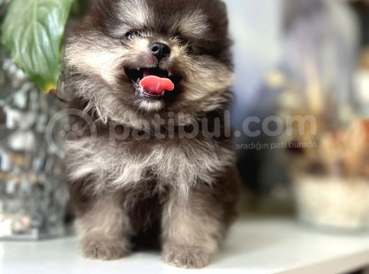 Turkishpuppy Dişi Secereli