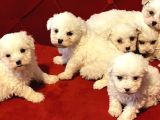 teacup maltese terrier bebekler