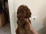 80  Günlük Red Brown Renkli̇ Di̇şi̇ Yavrular Anne Altindan