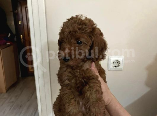 80  Günlük Red Brown Renkli̇ Di̇şi̇ Yavrular Anne Altindan görsel