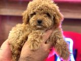 Red Braw Kıpkırmızı Ev Üretimi Tooy Poodle 