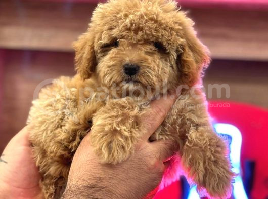 Red Braw Kıpkırmızı Ev Üretimi Tooy Poodle  görsel