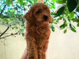 TÜY YUMAĞI TOY POODLE YAVRULARI