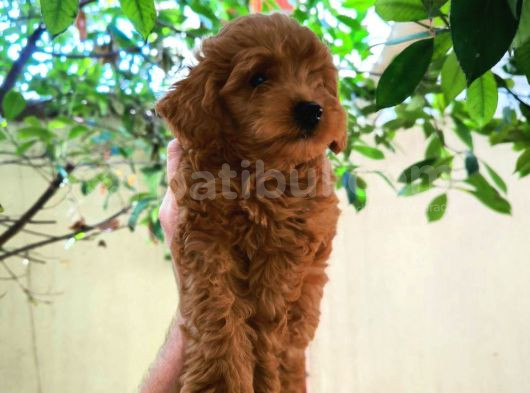 Tüy Yumaği Toy Poodle Yavrulari