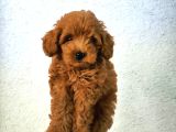 Tüy Yumaği Toy Poodle Yavrulari