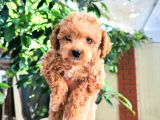 Tüy Yumaği Toy Poodle Yavrulari