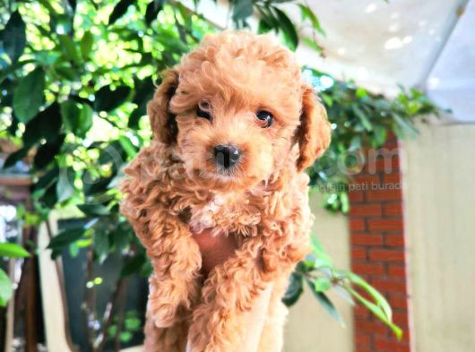 Tüy Yumaği Toy Poodle Yavrulari görsel