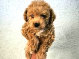 Tüy Yumaği Toy Poodle Yavrulari