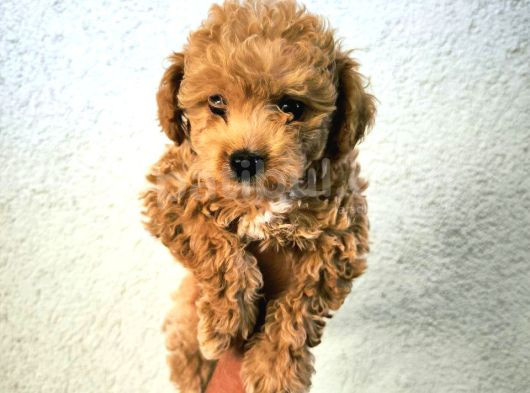 Tüy Yumaği Toy Poodle Yavrulari görsel