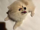 Pomeranian