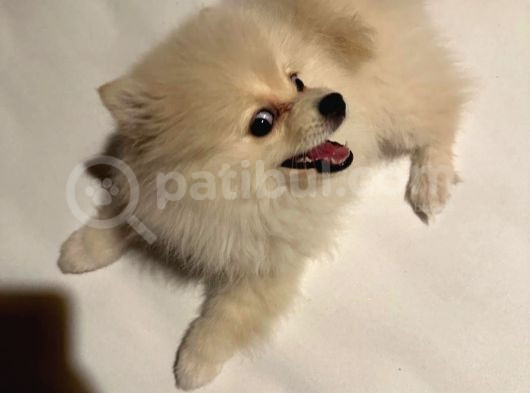Pomeranian görsel