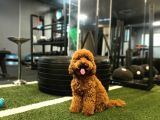 80  Günlük Red Brown Renkli̇ Di̇şi̇ Yavrular Anne Altindan