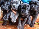 XXL CANE CORSO