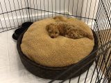 3 aylık yavru toy poodle