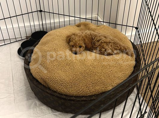 3 Aylık Yavru Toy Poodle