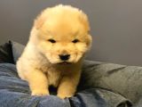 Pofuduk Chow Chow Yavrular