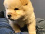 Pofuduk Chow Chow Yavrular