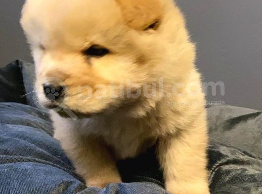 Pofuduk Chow Chow Yavrular görsel