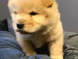 Pofuduk Chow Chow Yavrular