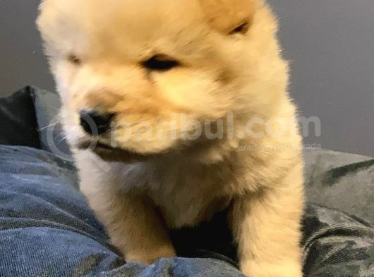 Pofuduk Chow Chow Yavrular görsel