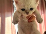 Minik Yavru