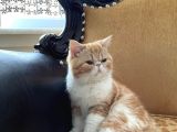 Orjinal Exotic Shorthair Yavru