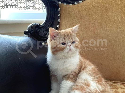 Orjinal Exotic Shorthair Yavru görsel
