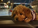 3 Aylık Yavru Toy Poodle