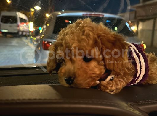 3 Aylık Yavru Toy Poodle görsel