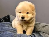 Pofuduk chow chow yavrular