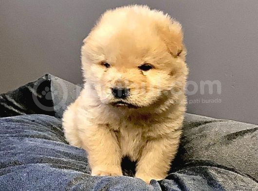 Pofuduk chow chow yavrular