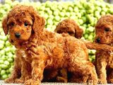 KORE KAN HATTI MÜKEMMEL TOY POODLE