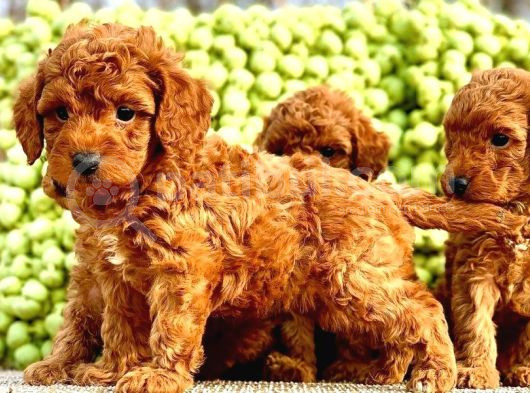 Kore Kan Hatti Mükemmel Toy Poodle