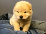 Pofuduk Chow Chow Yavrular