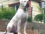 Güç Sevenlere Son Iki American Bulldog Yavrularımız