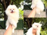 Teacup Gülen Surat Pomeranian Boo Yavrularımız