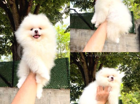 Teacup Gülen Surat Pomeranian Boo Yavrularımız