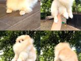 Teacup Gülen Surat Pomeranian Boo Yavrularımız
