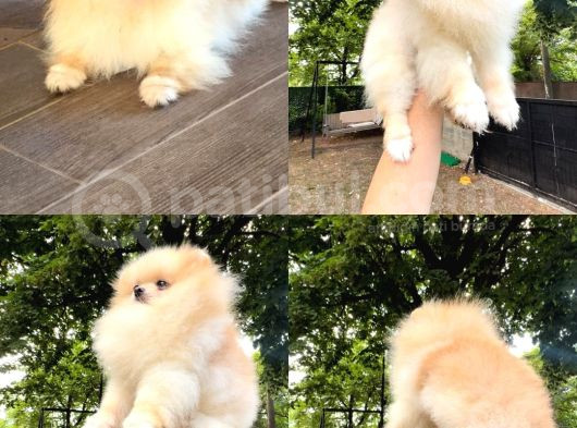 Teacup Gülen Surat Pomeranian Boo Yavrularımız görsel