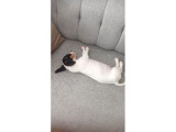 Eğitimli Jack Russell Ares