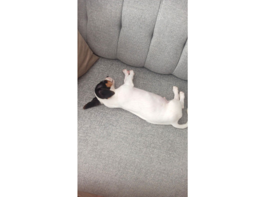 Eğitimli Jack Russell Ares görsel