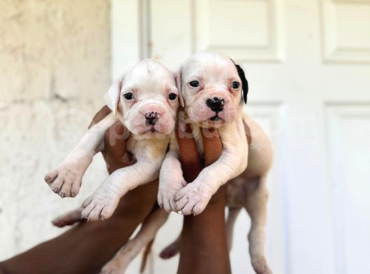 Güç Sevenlere Son Iki American Bulldog Yavrularımız görsel
