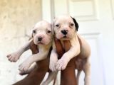 Güç Sevenlere Son Iki American Bulldog Yavrularımız